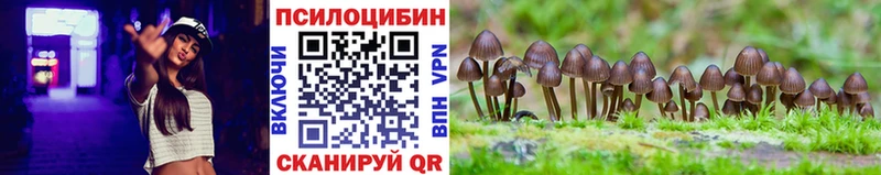 Галлюциногенные грибы Psilocybe  Купить закладки  Тутаев 